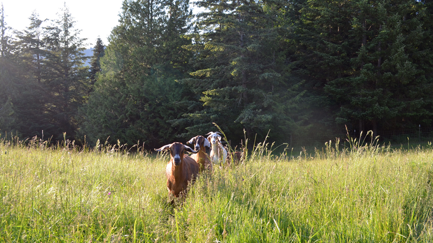 goats running in pasture